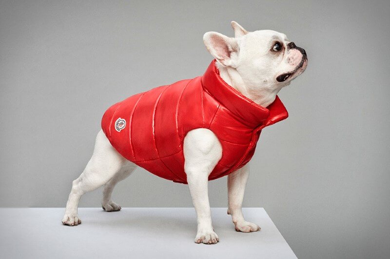 2018 Çin Köpek Yılından İlham Alan Tasarımlar