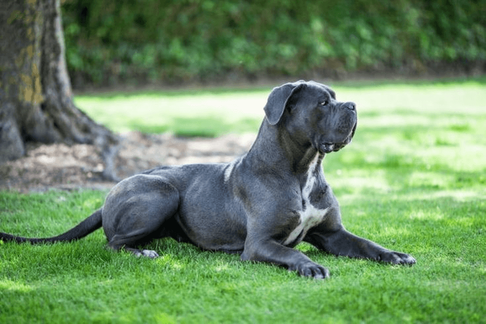CANE CORSO
