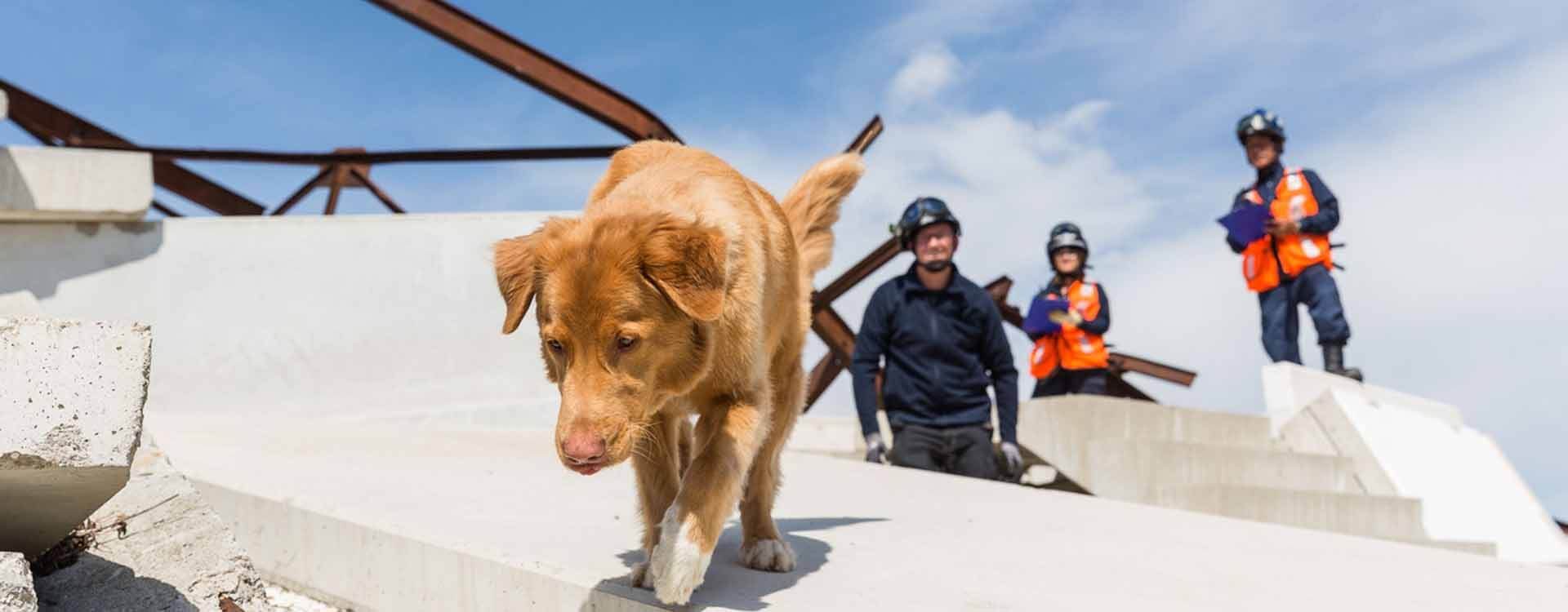 Arama Kurtarma Köpekleri Hakkında Bilinmeye Değer 10 Bilgi