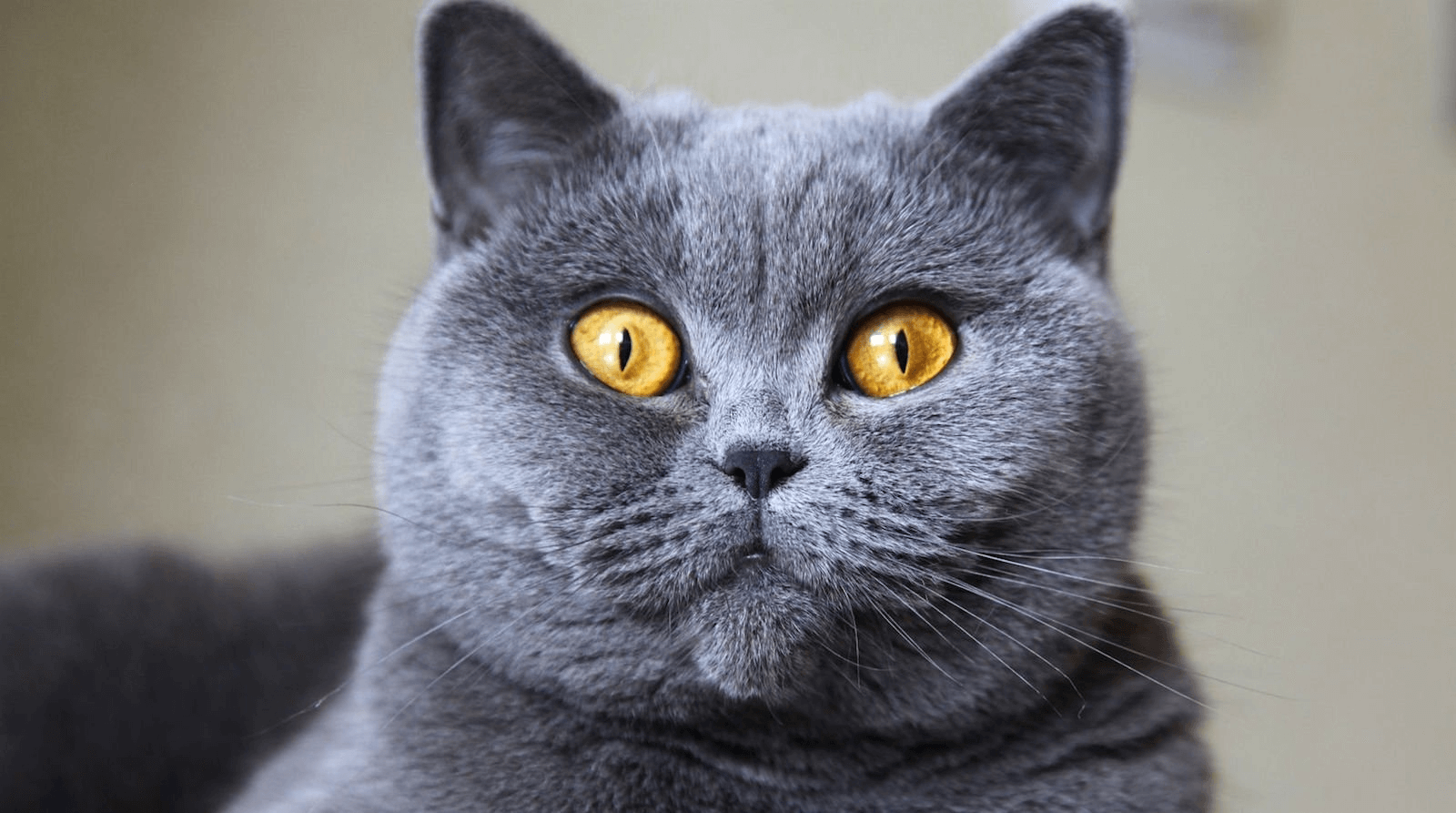 BRITISH SHORTHAIR KEDİSİ
