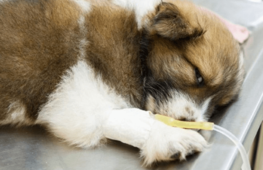 BULAŞICI KÖPEK HASTALIKLARI