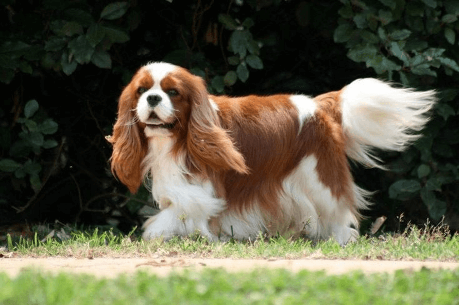 CAVALIER KING CHARLES