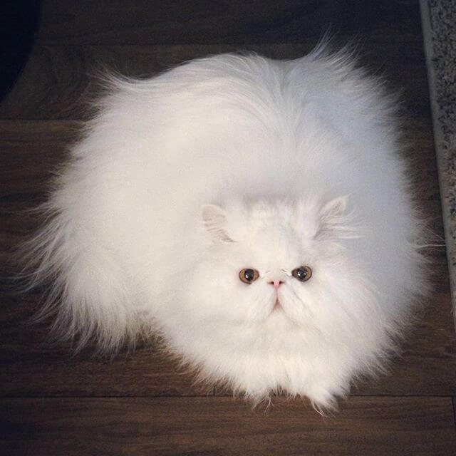 İRAN ( PERSİAN, FARS ) KEDİSİ