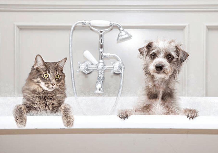 Kedi ve Köpeklerde Hijyen