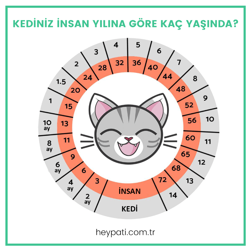 Kediniz İnsan Yılına Göre Kaç Yaşında?
