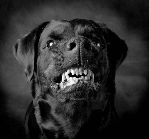 Köpeğim Normal Mi?