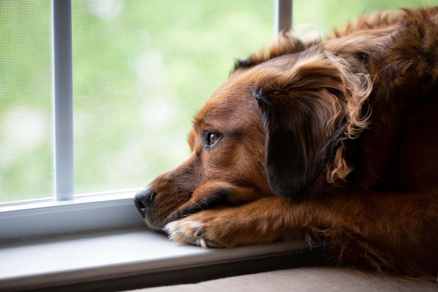 Kedi ve Köpeklerde Mevsimsel Depresyon