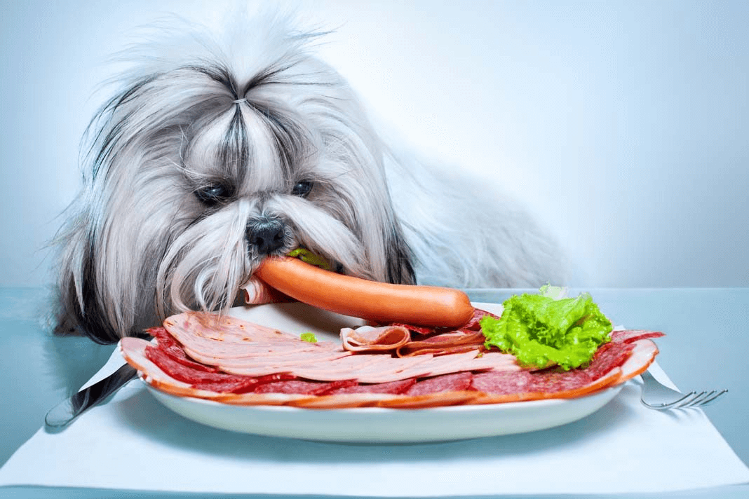 Köpeklerde Obezite