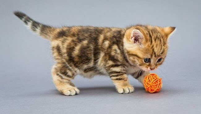 TEKİR KEDİ