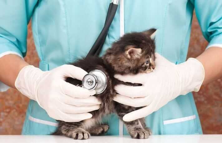 Yavru Kedi Bakımı ve Sağlık Sorunları