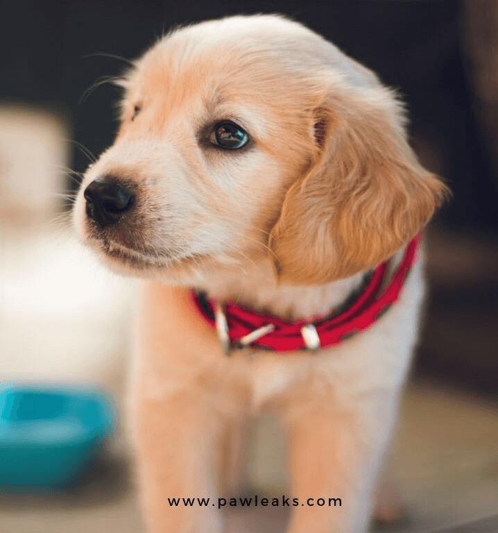 Yavru Köpeklerde Temel İtaat Eğitimi