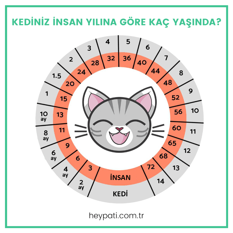 Kediniz İnsan Yılına Göre Kaç Yaşında? Heypati Adana Veteriner
