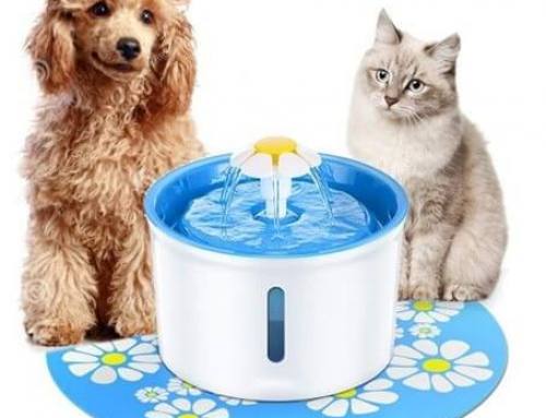 Kedi ve Köpeklerde Su Tüketimi