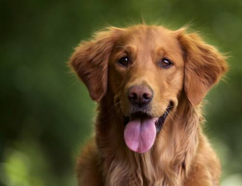 Golden Retriever: Karakteri, Bakımı ve Sağlık Sorunları
